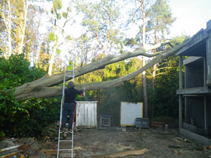 intervention d'urgence arbre